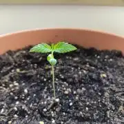 Auto Duck, First Outdoor Grow