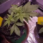 Amsterdam Amnesia #1