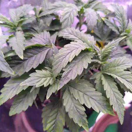My very first grow
