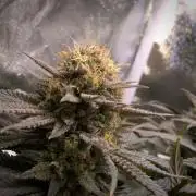 Amsterdam Amnesia #2
