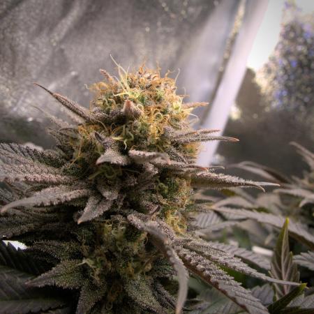 Amsterdam Amnesia #2