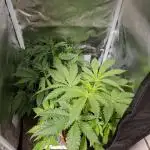 My very first grow