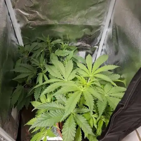 My very first grow