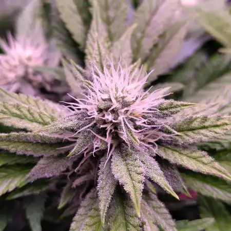 My very first grow