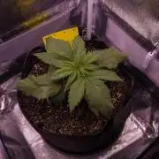 Amsterdam Amnesia #2