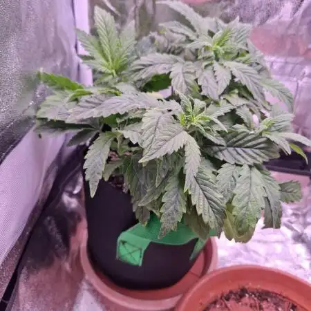 My very first grow