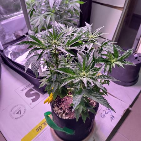 My very first grow