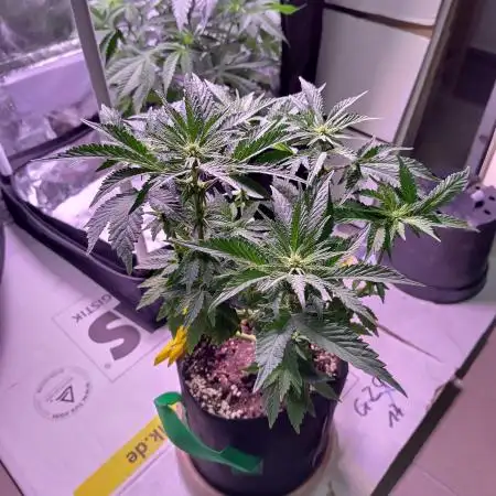 My very first grow