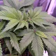 Amsterdam Amnesia #1