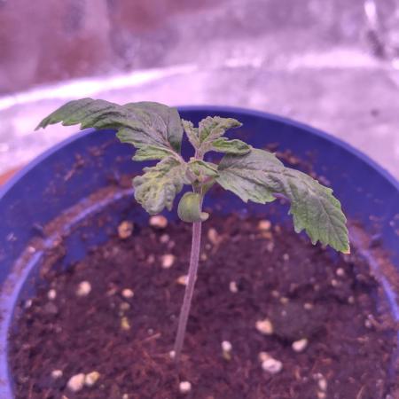 Amsterdam Amnesia Grow (SCROG/Topping)