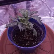 Amsterdam Amnesia Grow (SCROG/Topping)