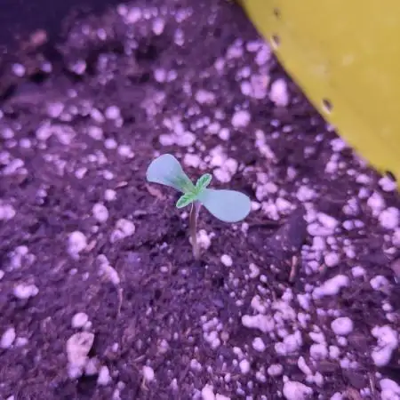 My very first grow