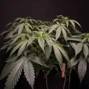 Glowstarz by Paradise Seeds