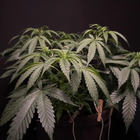 Glowstarz by Paradise Seeds