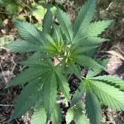 Auto Kong 4 by Paradise Seeds