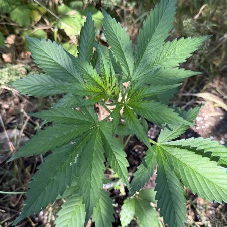 Auto Kong 4 by Paradise Seeds