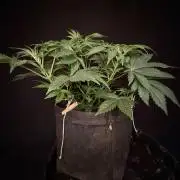 Clementine Slush by World Breeder