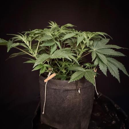 Clementine Slush by World Breeder