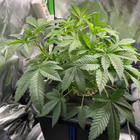 Sensi Star by Paradise Seeds