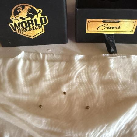 Crunch by World Breeder