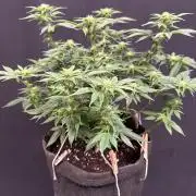 Crunch by World Breeder
