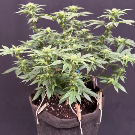 Crunch by World Breeder