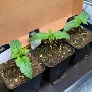 Glowstarz by Paradise Seeds
