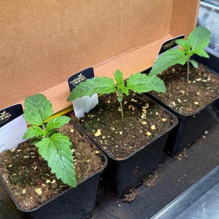 Glowstarz by Paradise Seeds