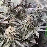 Cosmic Raiser