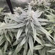 Cosmic Raiser