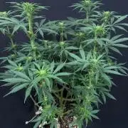 Glowstarz by Paradise Seeds