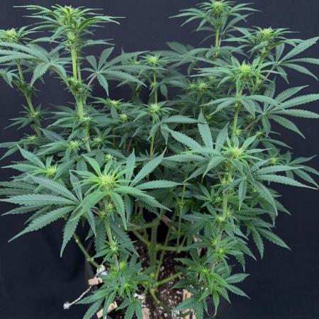 Glowstarz by Paradise Seeds