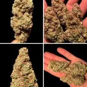 Devils Cookies (SSSC US Strain Cup)