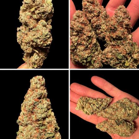 Devils Cookies (SSSC US Strain Cup)