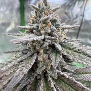 Cosmic Raiser