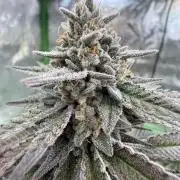 Cosmic Raiser