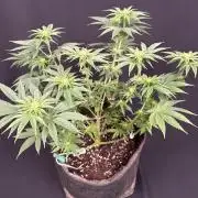 Clementine Slush by World Breeder