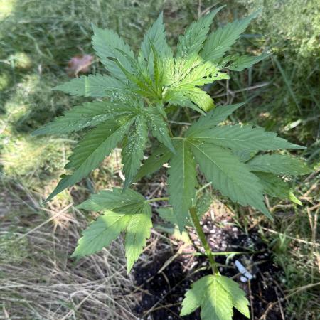 Pandora by Paradise Seeds