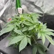 Sensi Star by Paradise Seeds