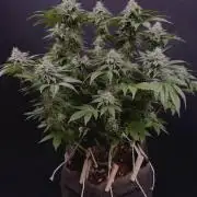 Crunch by World Breeder