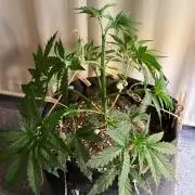 Glowstarz by Paradise Seeds
