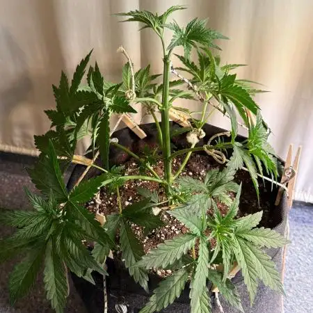 Glowstarz by Paradise Seeds