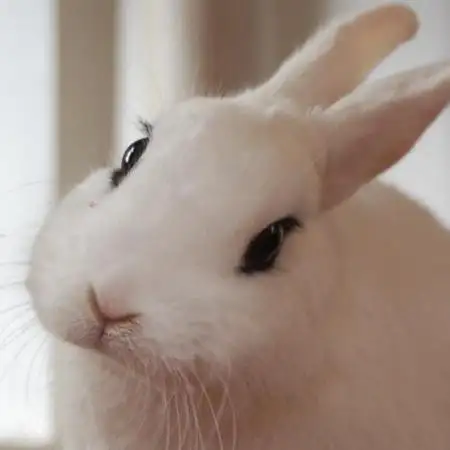 The Rabbit Hole