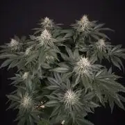 Crunch by World Breeder