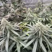 Devils Cookies (SSSC US Strain Cup)