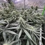 Devils Cookies (SSSC US Strain Cup)