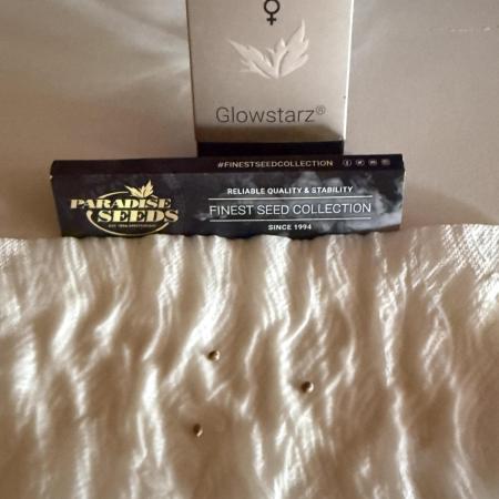 Glowstarz by Paradise Seeds