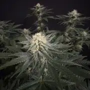 Clementine Slush by World Breeder