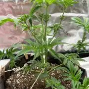 Glowstarz by Paradise Seeds