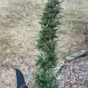 Auto Kong 4 by Paradise Seeds